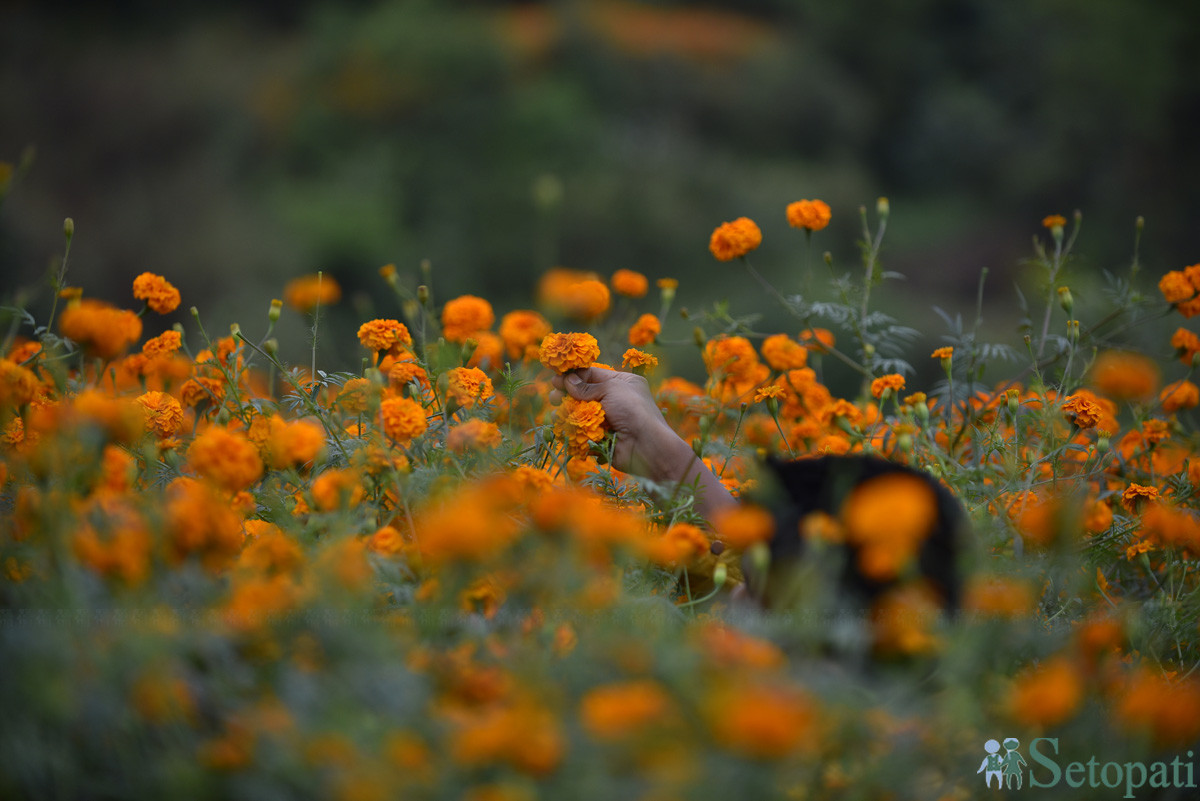 https://raracms.setopati.com/uploads/shares/2019/01/sujita/Marigold flowers for the Tihar Festival (1).JPG